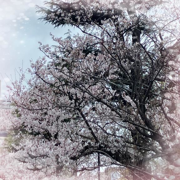 上野もいいけど、浅草の桜も最高でした?