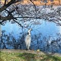 お花見???