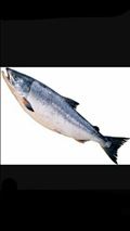 肉？魚？