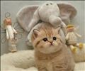こんにちは(´ω`)