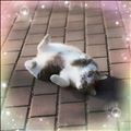 パンパン