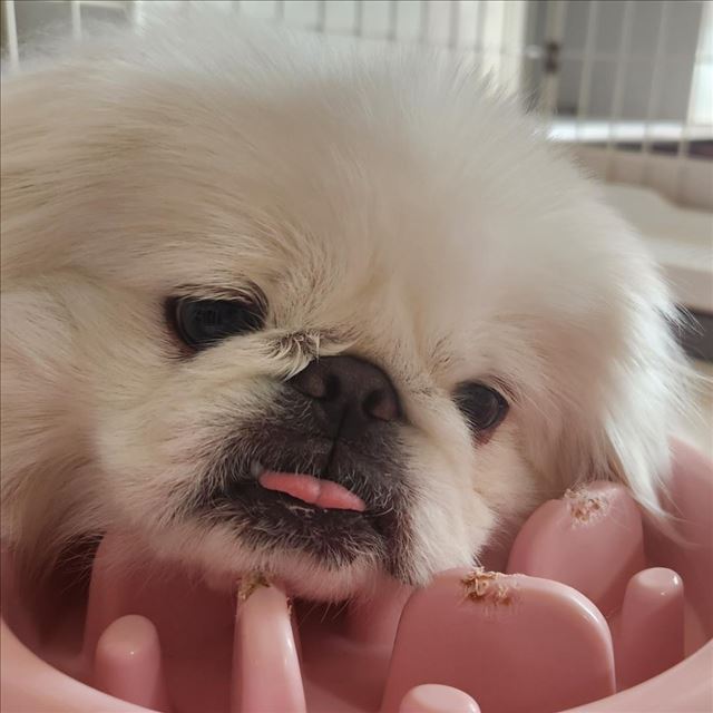 見てこれはすっごい不貞腐れてるめあの弟