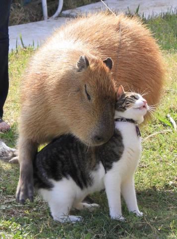 お久しぶりです?