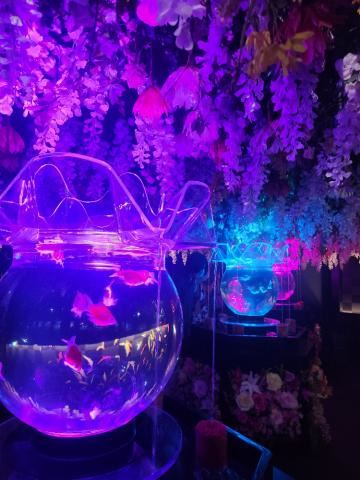 金魚見てきた??