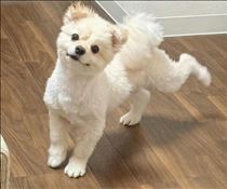 めあ・いるよん??