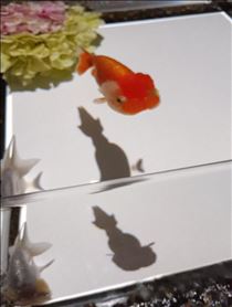 みやび・ｲｸｲｸ?