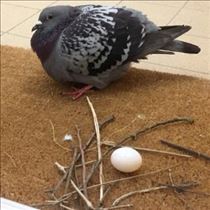 こうめ・嫌がらせ行為