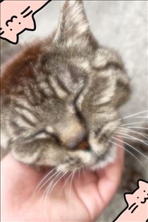 そら・ネコ