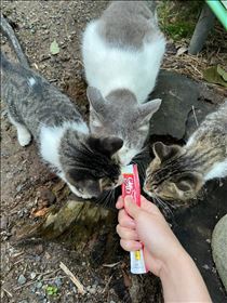 そら・ねこのひ。