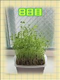 豆苗日記
