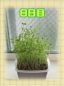 さゆり・豆苗日記