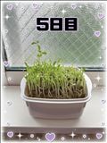 豆苗日記