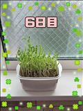 豆苗日記
