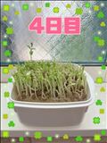 豆苗日記