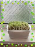豆苗日記