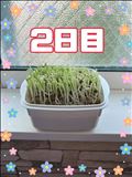 豆苗日記