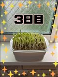 豆苗日記