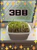 豆苗日記