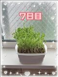 豆苗日記