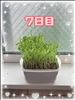 豆苗日記