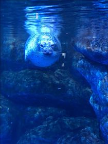 アザラシぼでぃ