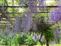 ももか・北海道！