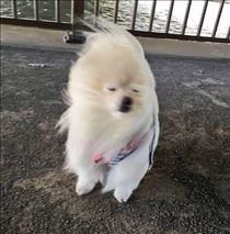 れい・風強すぎて今コリ