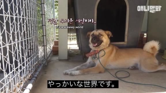 すんまそん！
