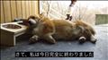絶起、すみません