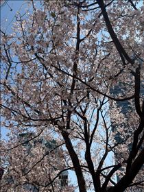 いと・明日から
