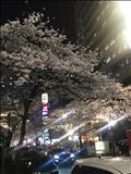 夜桜🌸🌙