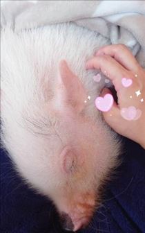 ここあ・癒される?