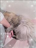 私の癒し?