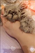 ?猫の話?