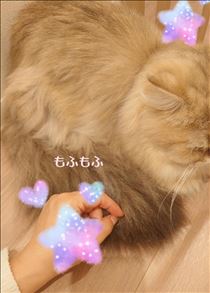 ここあ・もふもふ