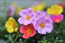 るみな・こんばんは?