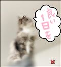 高確率で