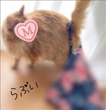 みやこ・祝日?