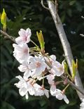 桜～?