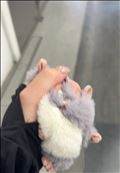 人生初?