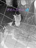 お休みします、、