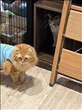 明日います！