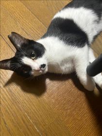ねこ・イクよ??
