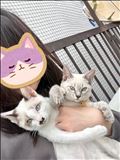 今朝の