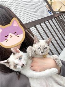 ねこ・今朝の