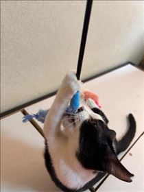 ねこ・朝から??