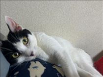 ねこ・休日????