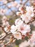 開花？