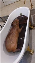 お風呂