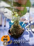 苔玉×狸